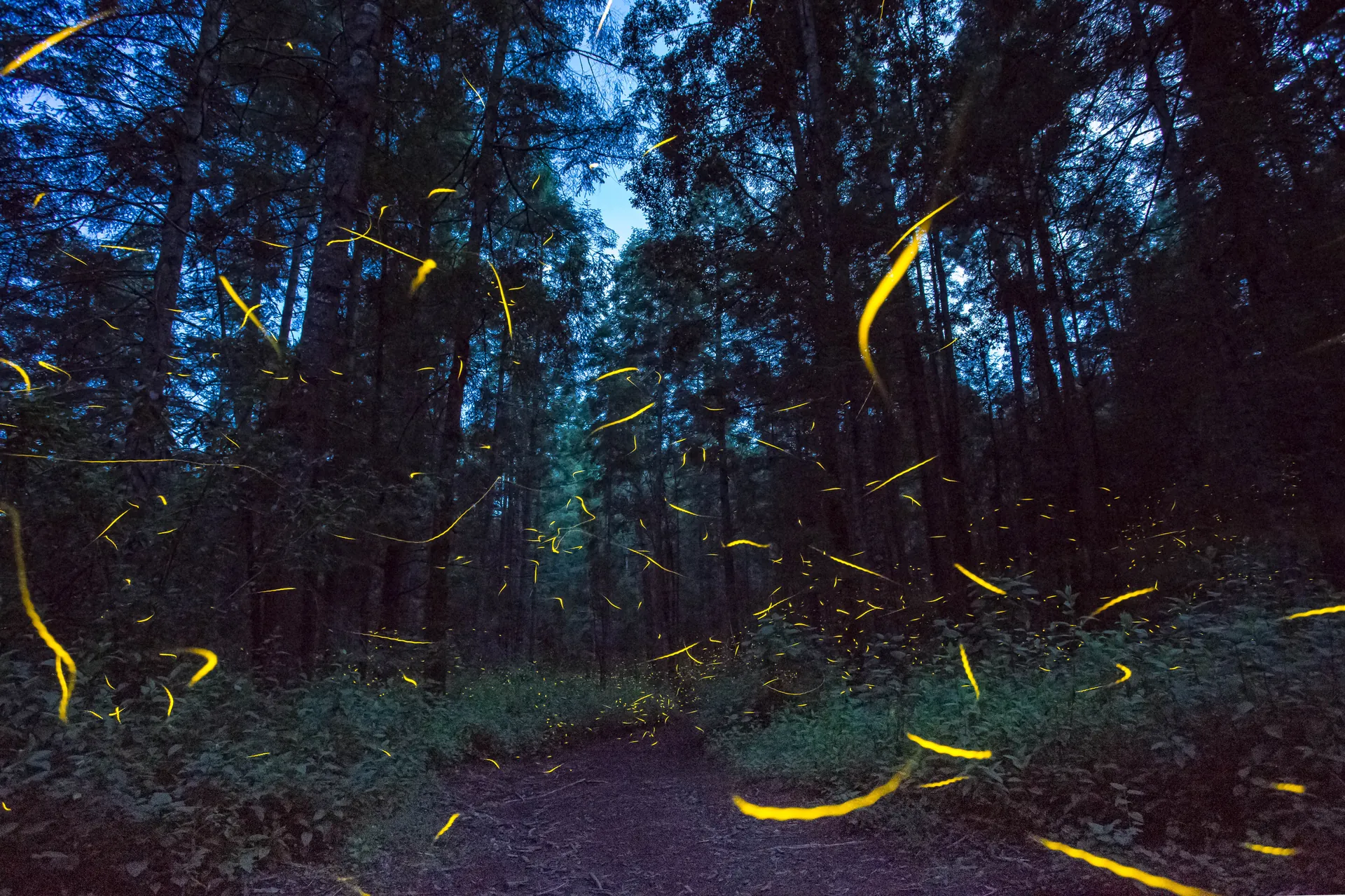 Luciérnagas en el bosque
